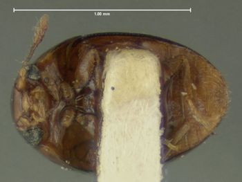 Media type: image;   Entomology 24539 Aspect: habitus ventral view